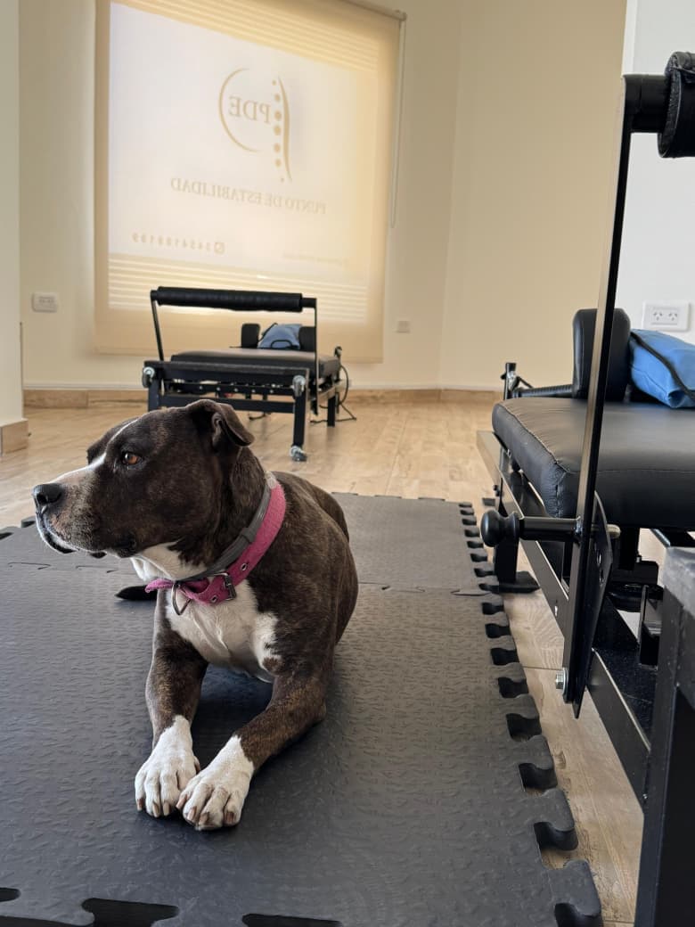 Mascota del consultorio — porque un buen espacio de salud también tiene alma